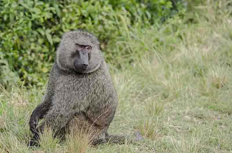 178 - Mono Babuino - parque nacional Queen Elizabeth - Uganda